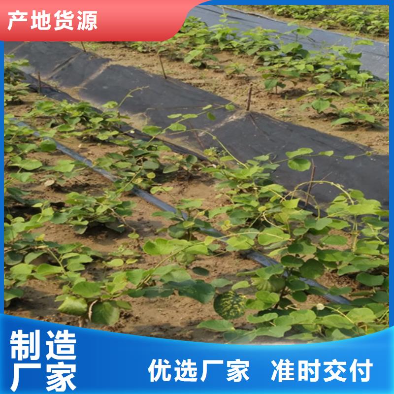 徐香猕猴桃苗基地/轩园园艺场