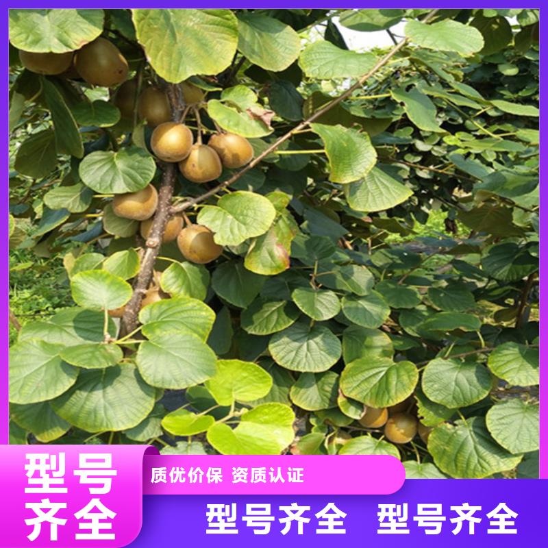 猕猴桃樱桃苗品质优选