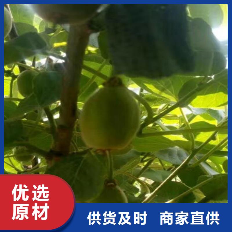 猕猴桃_石榴树欢迎来电询价