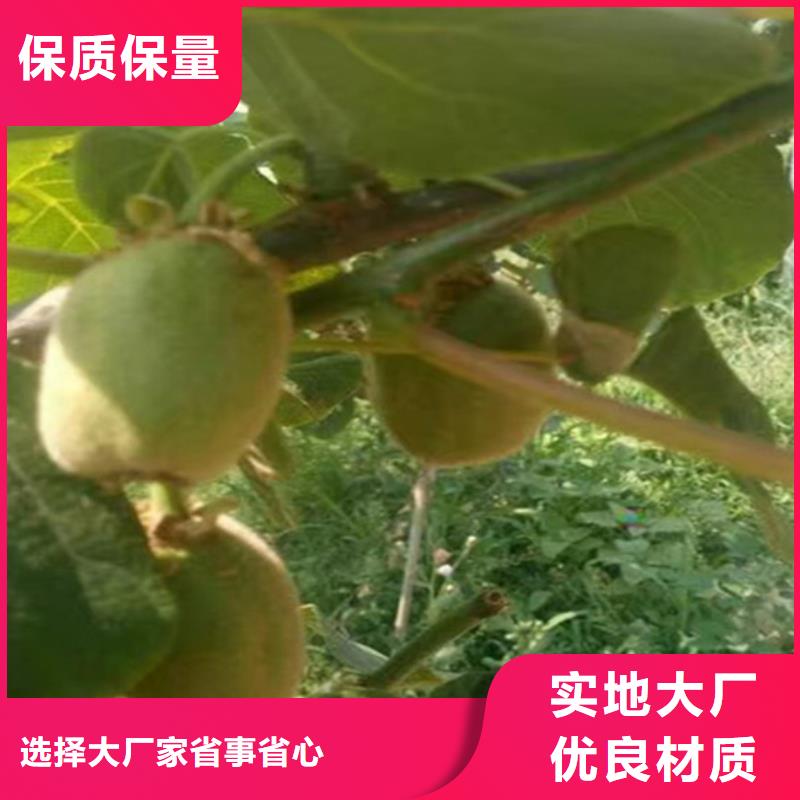 猕猴桃李子苗欢迎来电咨询