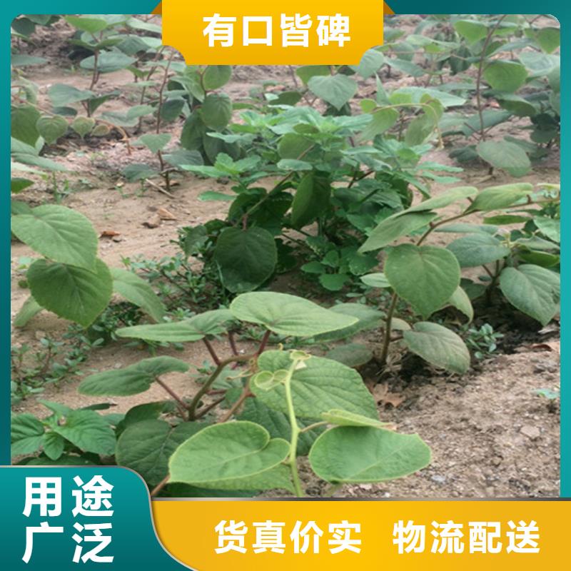 猕猴桃-苹果苗实力商家供货稳定