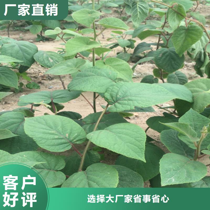 猕猴桃樱桃苗极速发货
