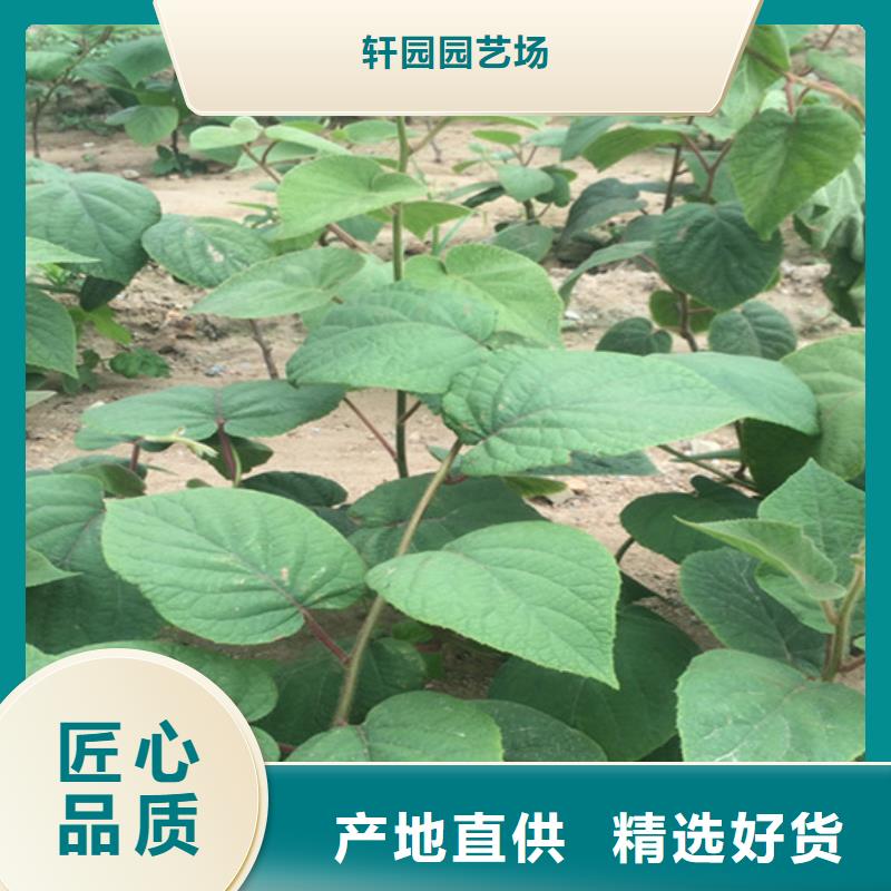 猕猴桃-苹果苗实力商家供货稳定