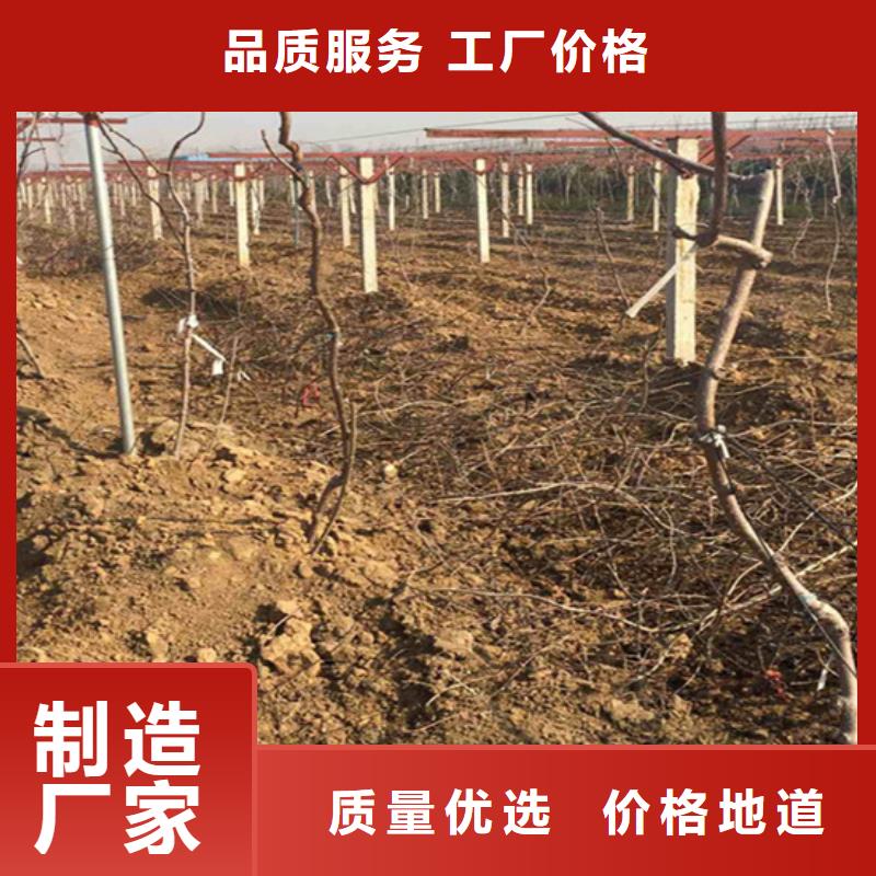 红心猕猴桃苗欢迎咨询