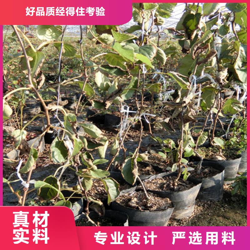 猕猴桃_樱桃苗甄选好厂家