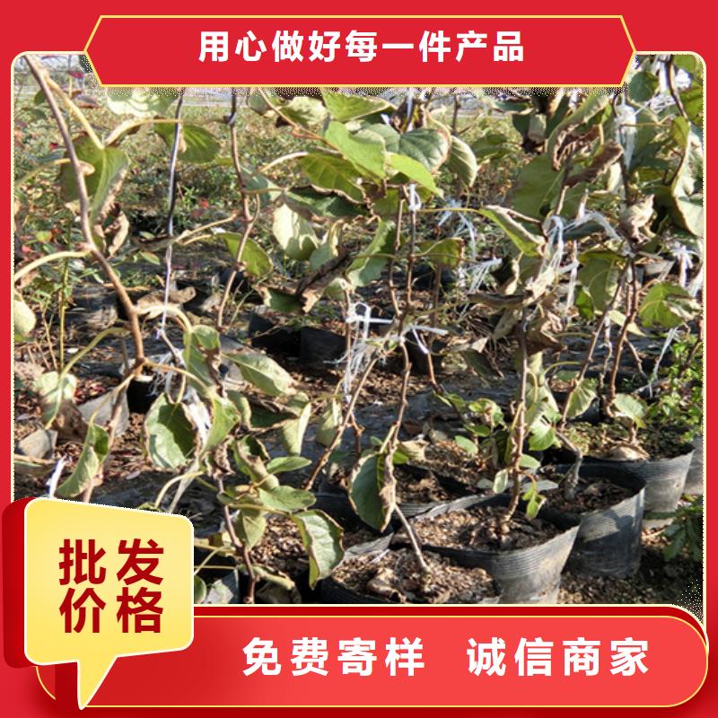 徐香猕猴桃苗基地/轩园园艺场