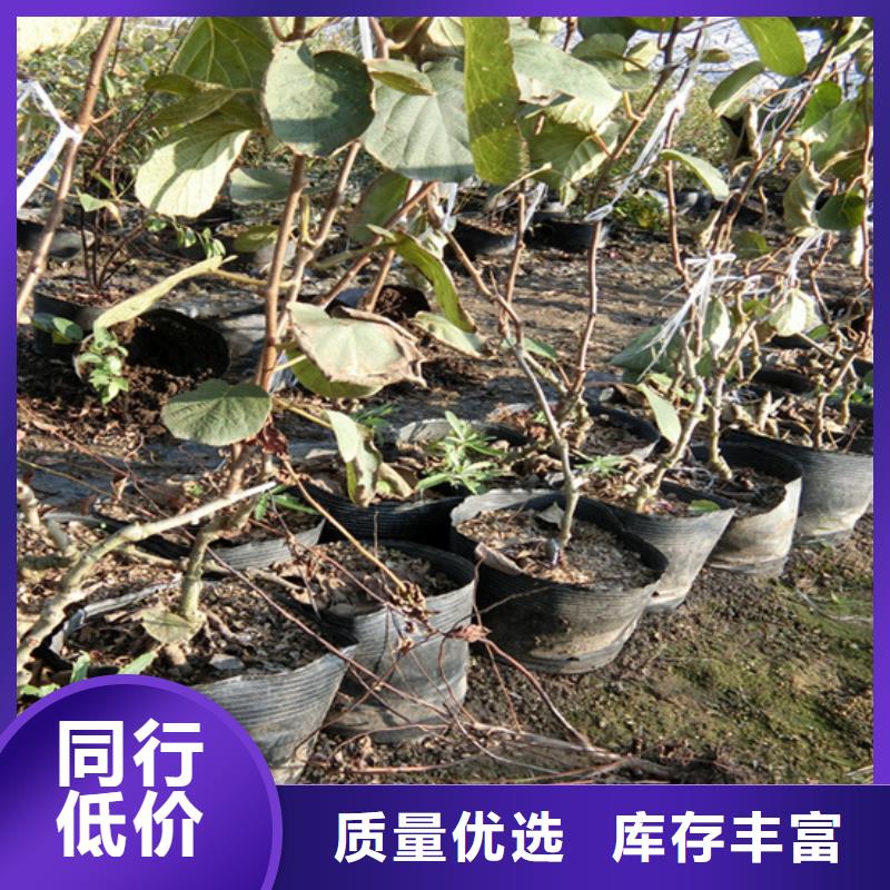 猕猴桃黄瓜苗专业生产品质保证