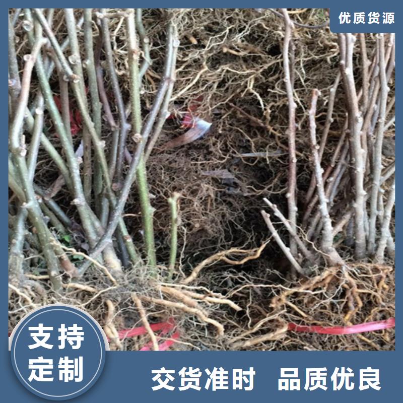 猕猴桃-苹果苗实力商家供货稳定