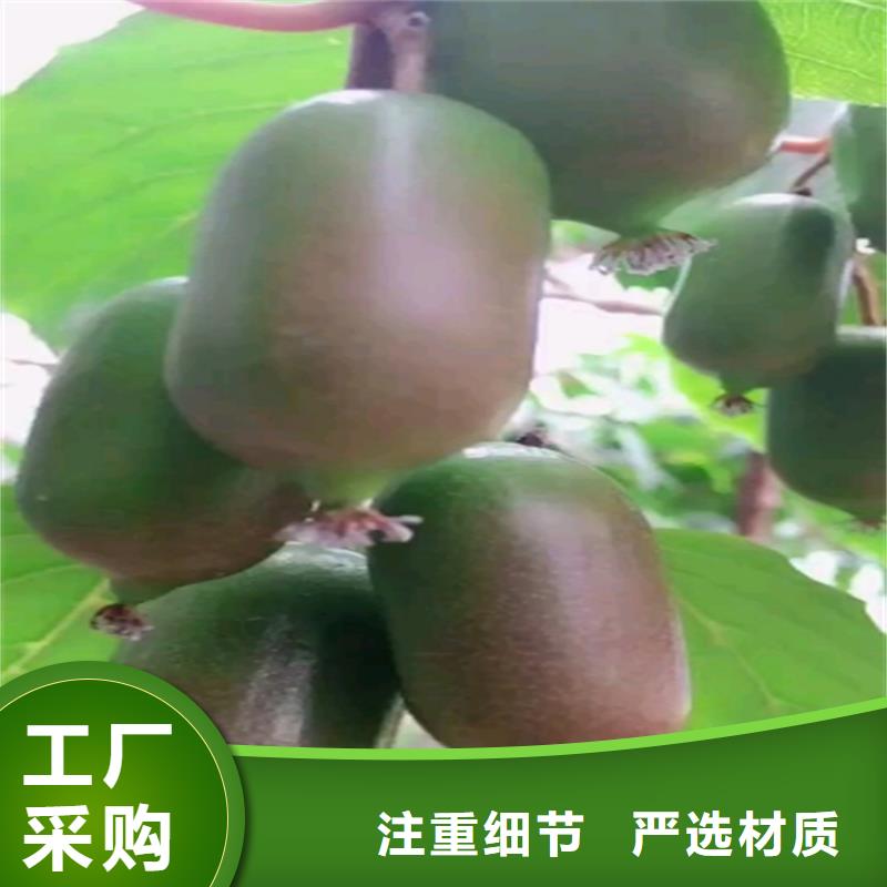 猕猴桃-苹果苗实力商家供货稳定
