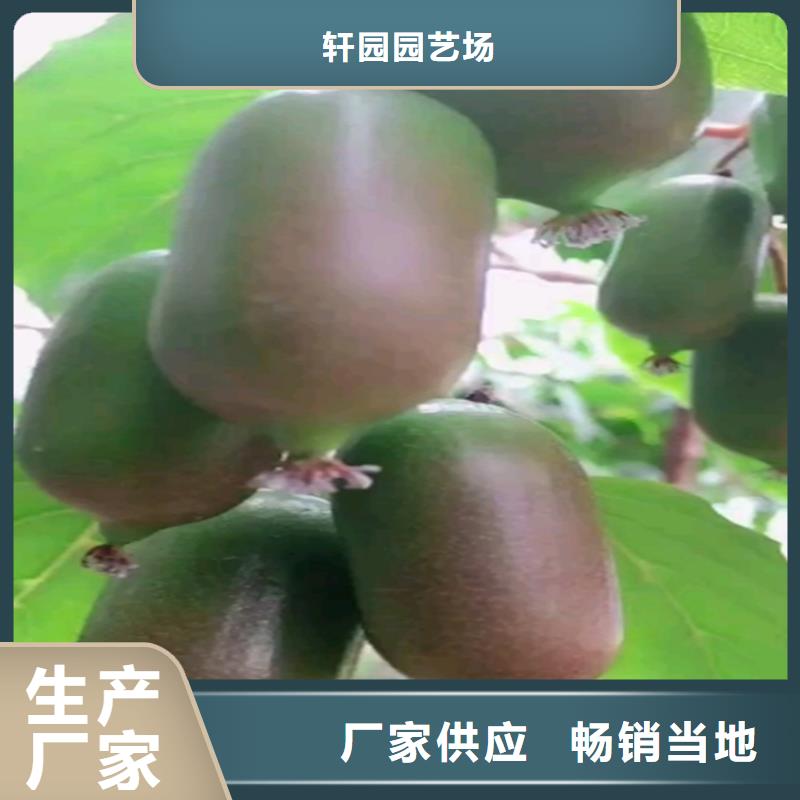 猕猴桃-苹果苗实力商家供货稳定