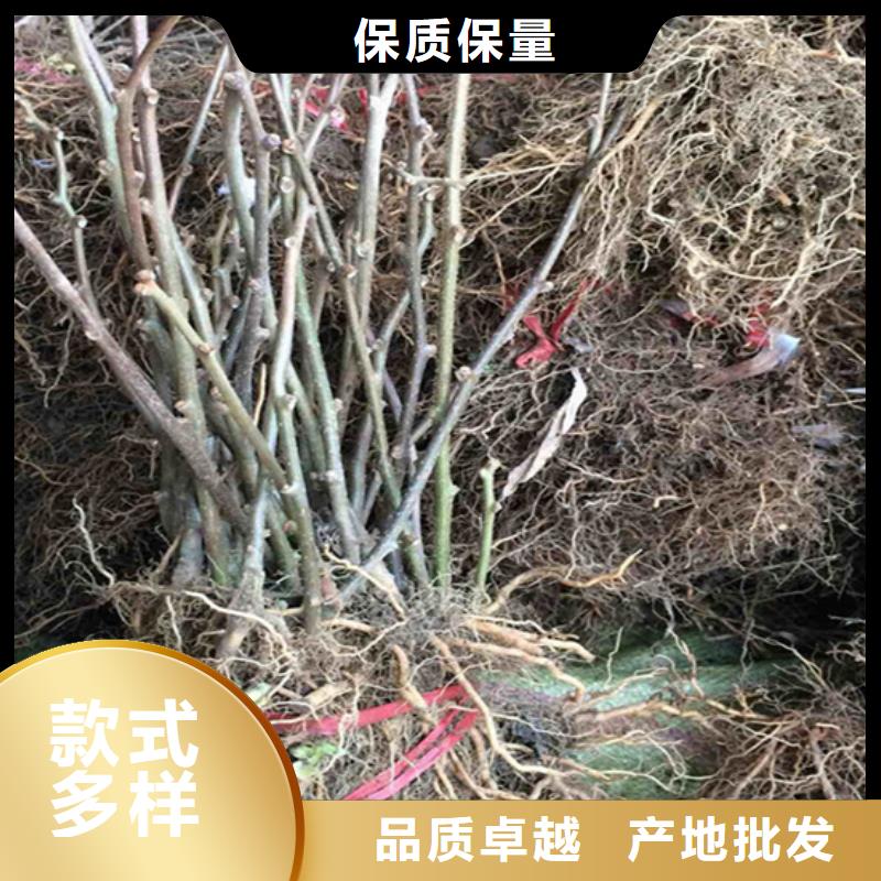 猕猴桃李子苗采购无忧