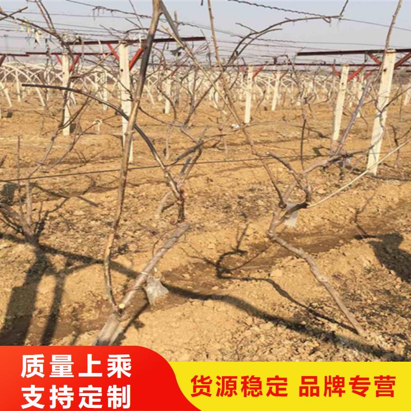 猕猴桃-苹果苗实力商家供货稳定