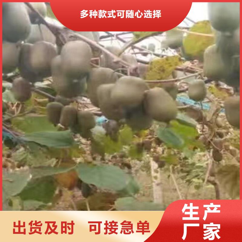 猕猴桃-苹果苗实力商家供货稳定