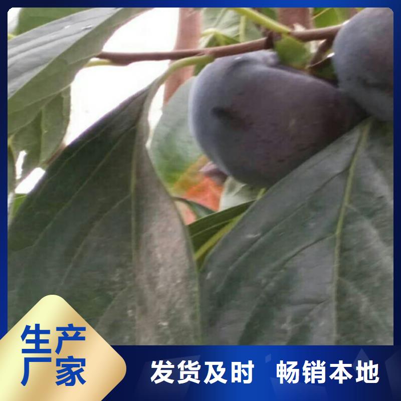 柿子樱桃苗供货及时