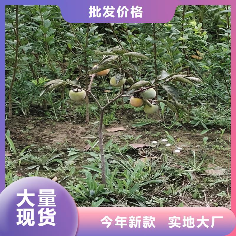 柿子【蓝莓苗】以质量求生存