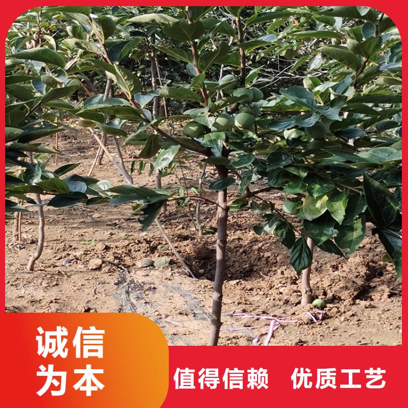 柿子樱桃苗供货及时