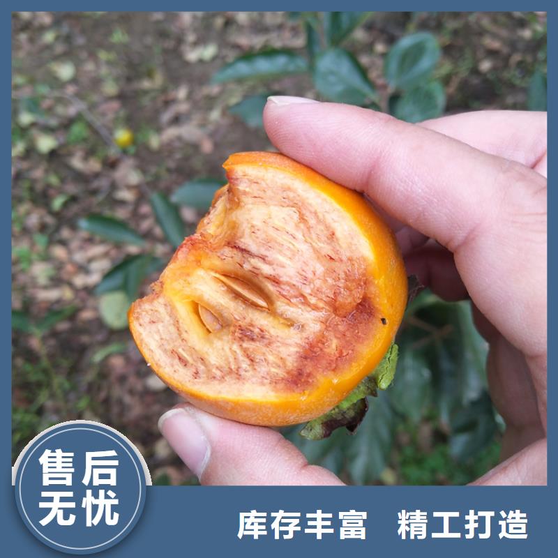 【柿子,苹果苗常年出售】