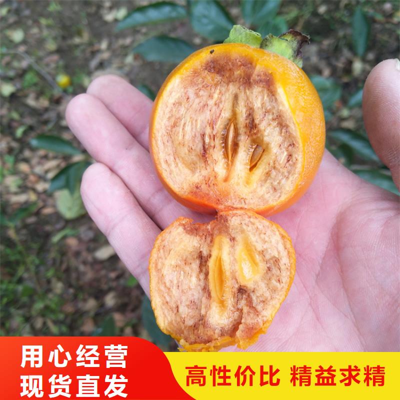 柿子樱桃苗供货及时