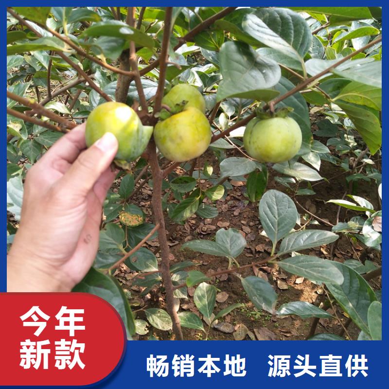 柿子樱桃苗现货