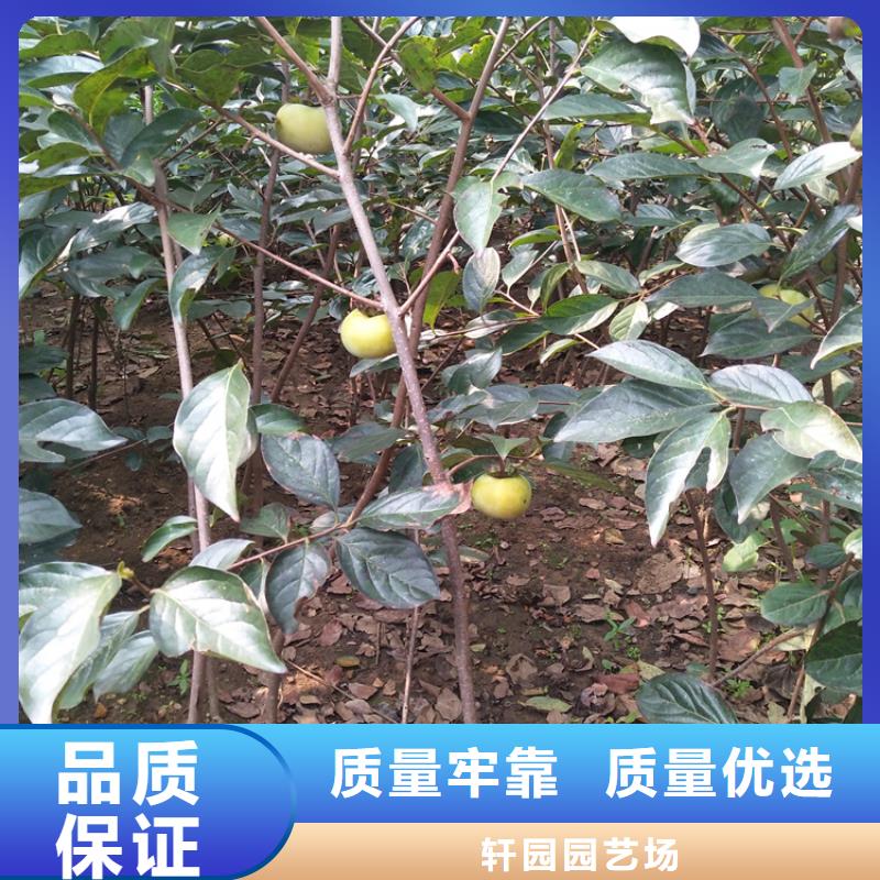柿子黄瓜苗现货