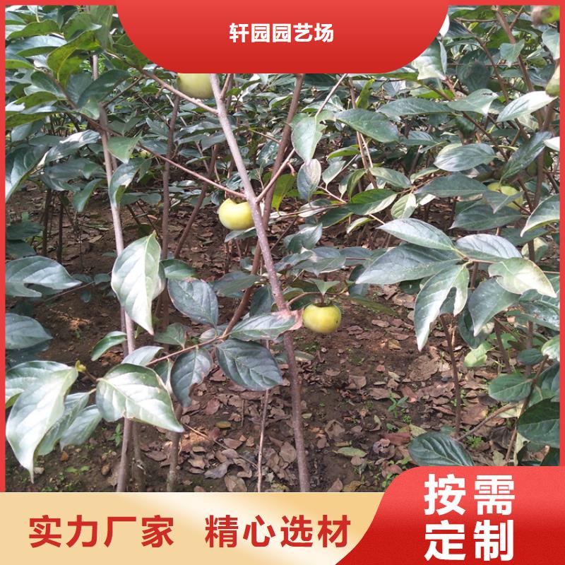 柿子樱桃苗现货