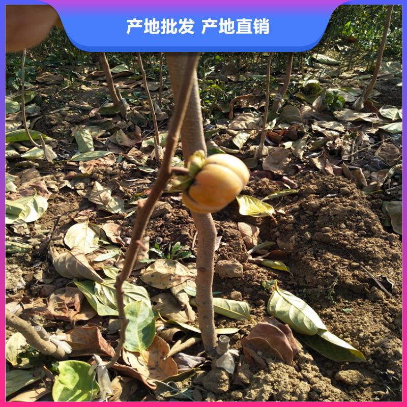 柿子苹果苗货源报价
