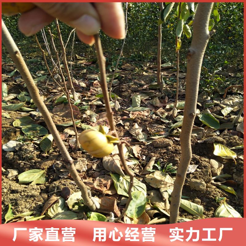 柿子樱桃苗供货及时