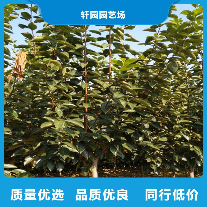 巧克力柿子苗怎么卖批发零售