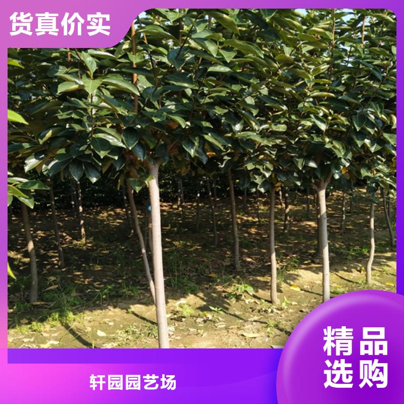 柿子【蓝莓苗】以质量求生存