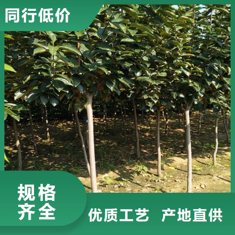 【柿子,苹果苗常年出售】