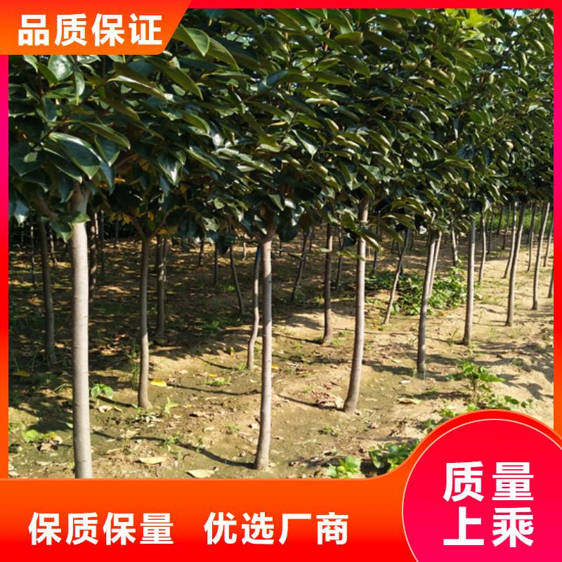 巧克力柿子苗怎么卖批发零售