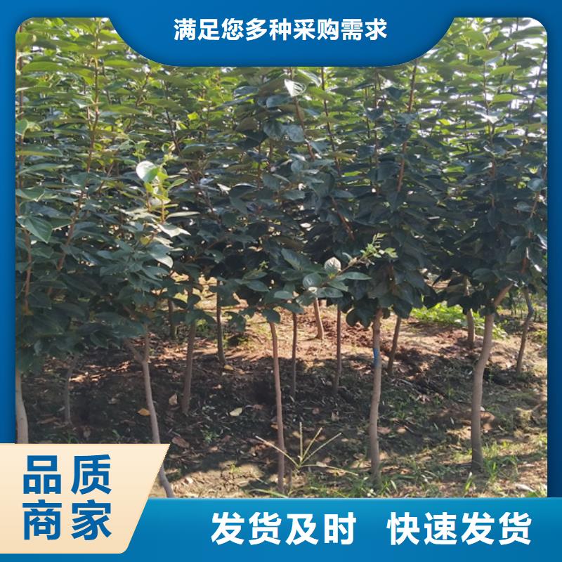 柿子3公分石榴苗库存充足