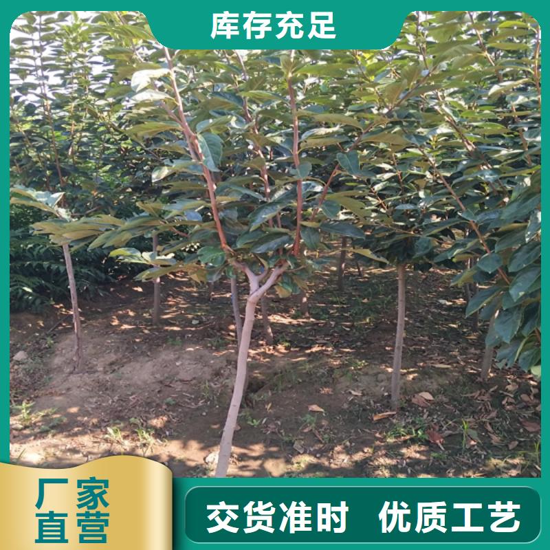 柿子【蓝莓苗】以质量求生存