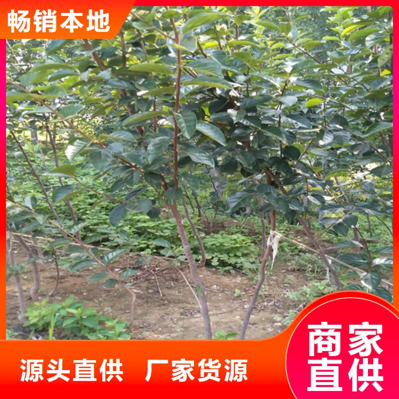 【柿子樱桃苗价格实惠工厂直供】