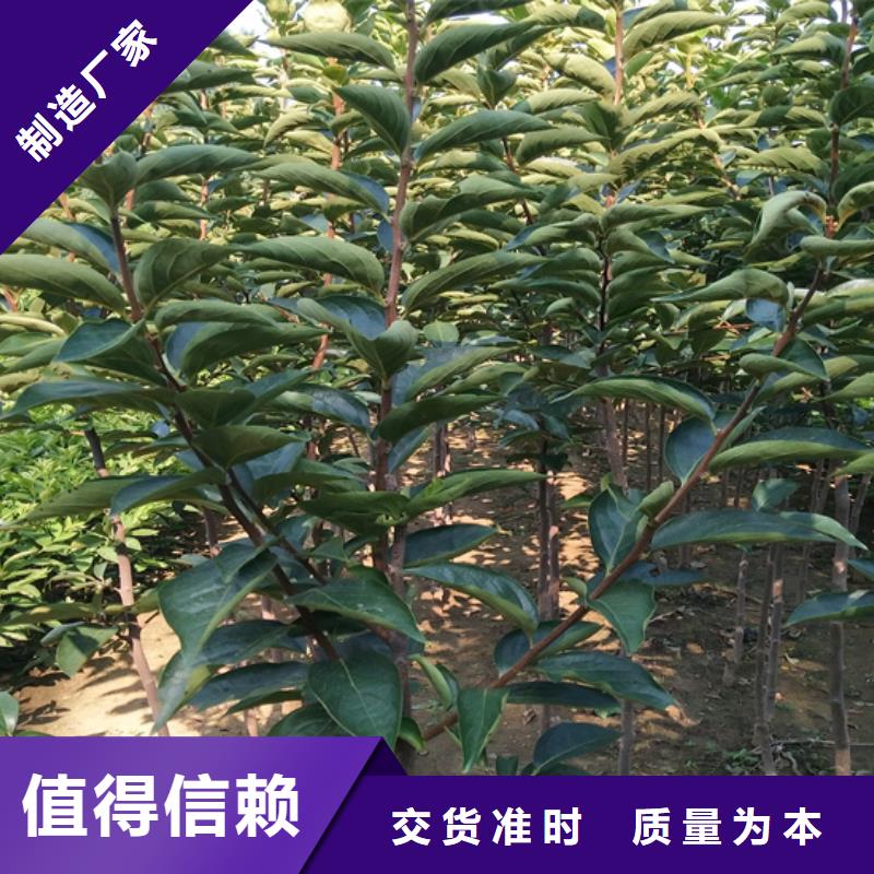 【柿子,苹果苗常年出售】