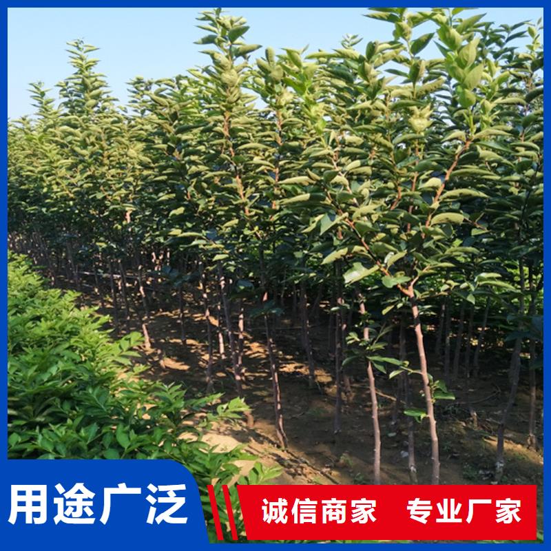 【柿子,苹果苗常年出售】