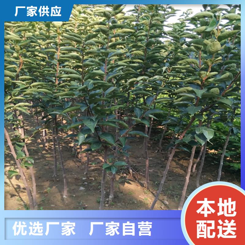 柿子樱桃苗现货