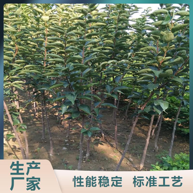 柿子黄瓜苗现货
