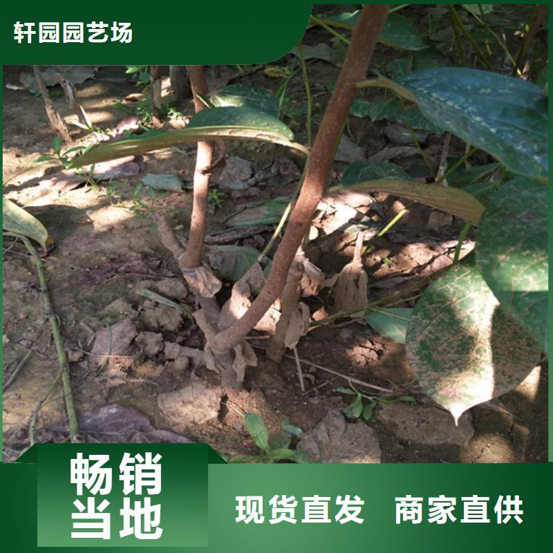 柿子【蓝莓苗】以质量求生存