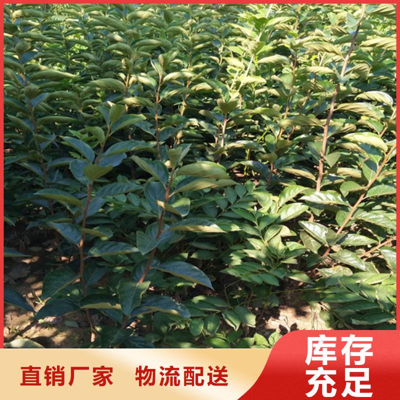柿子【蓝莓苗】以质量求生存