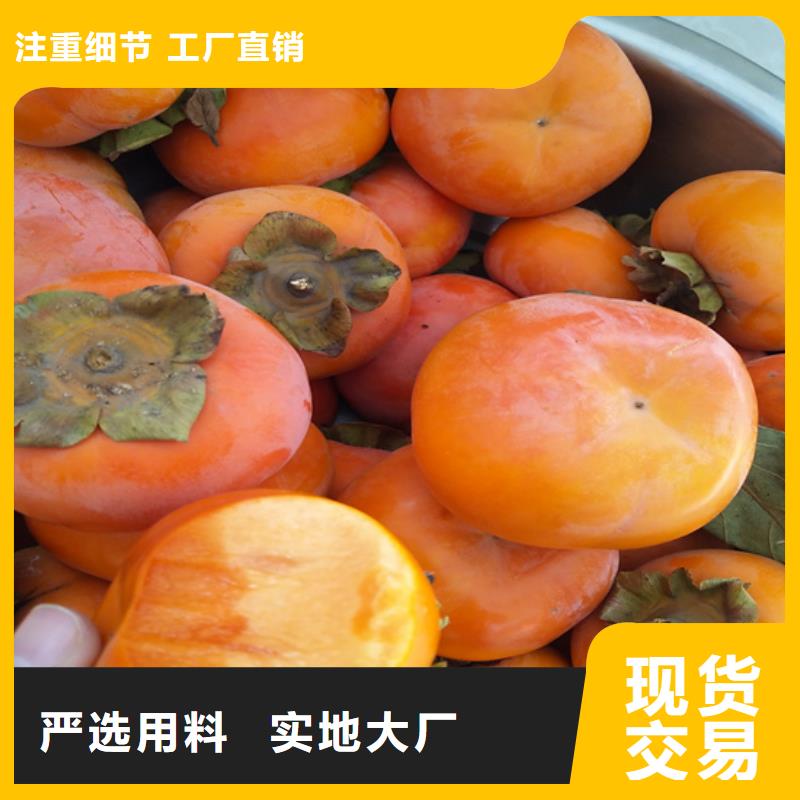 柿子3公分石榴苗库存充足