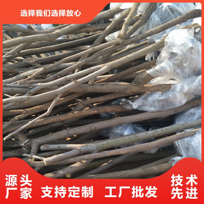 柿子3公分石榴苗库存充足