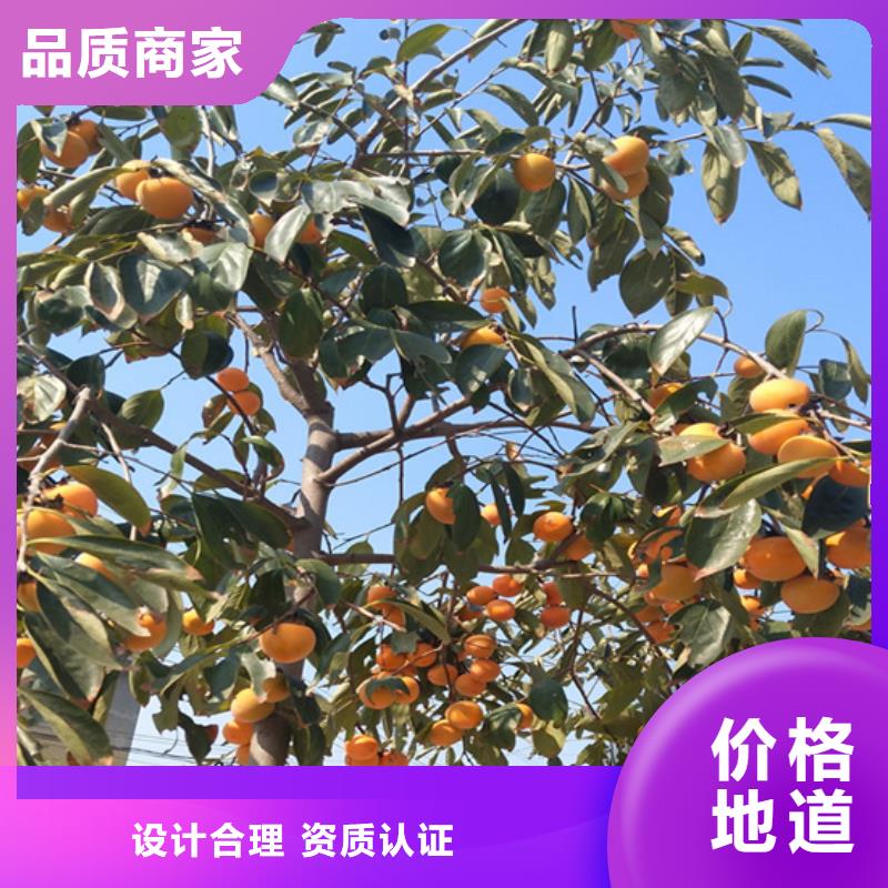 柿子黄瓜苗现货