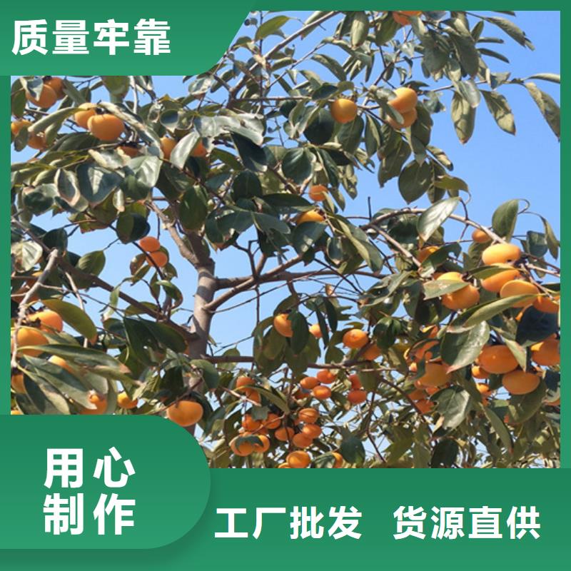 柿子【蓝莓苗】以质量求生存