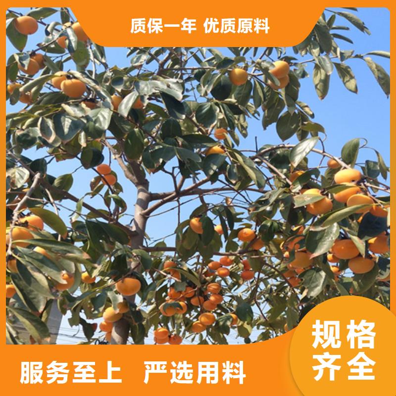柿子苹果苗货源报价