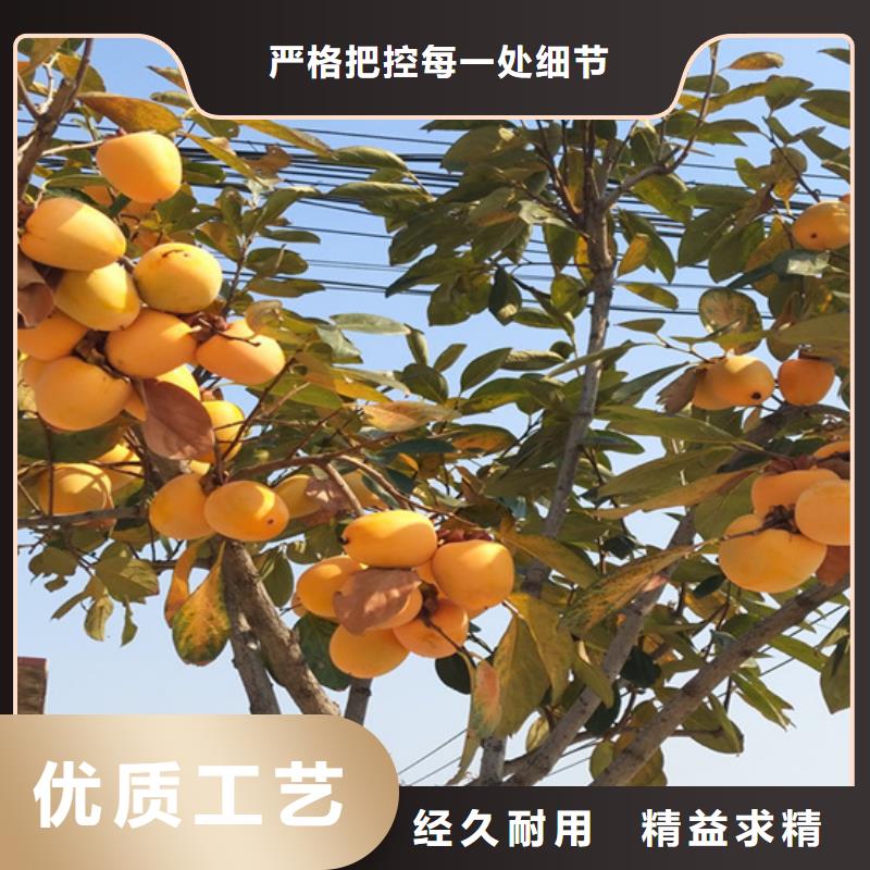 巧克力柿子苗怎么卖批发零售