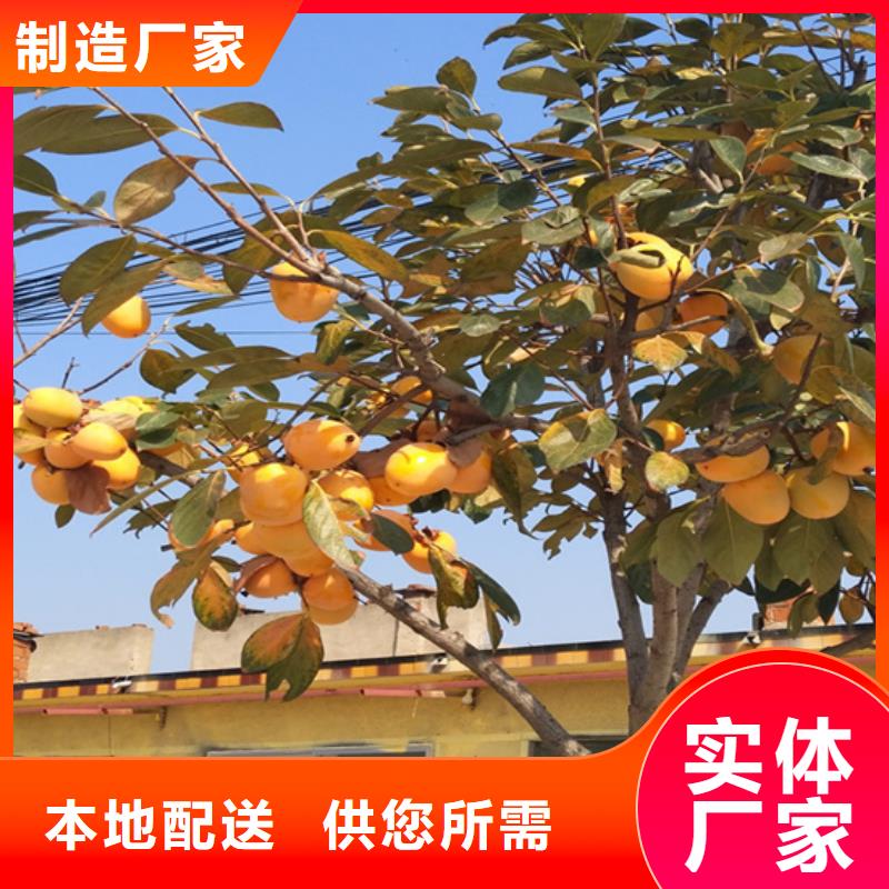 柿子黄瓜苗现货