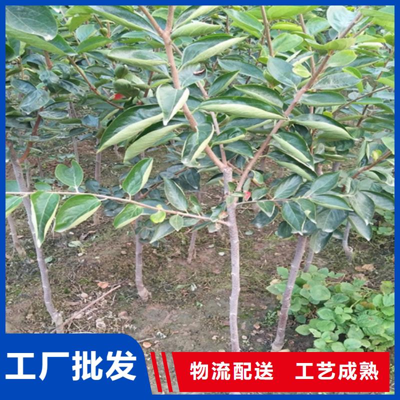 柿子苹果苗货源报价