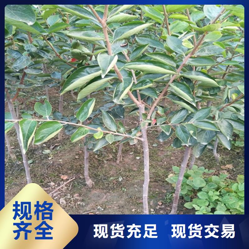 巧克力柿子苗怎么卖批发零售