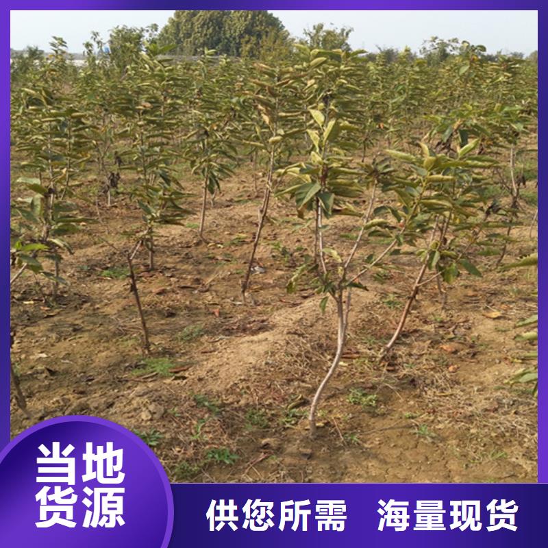 柿子黄瓜苗现货